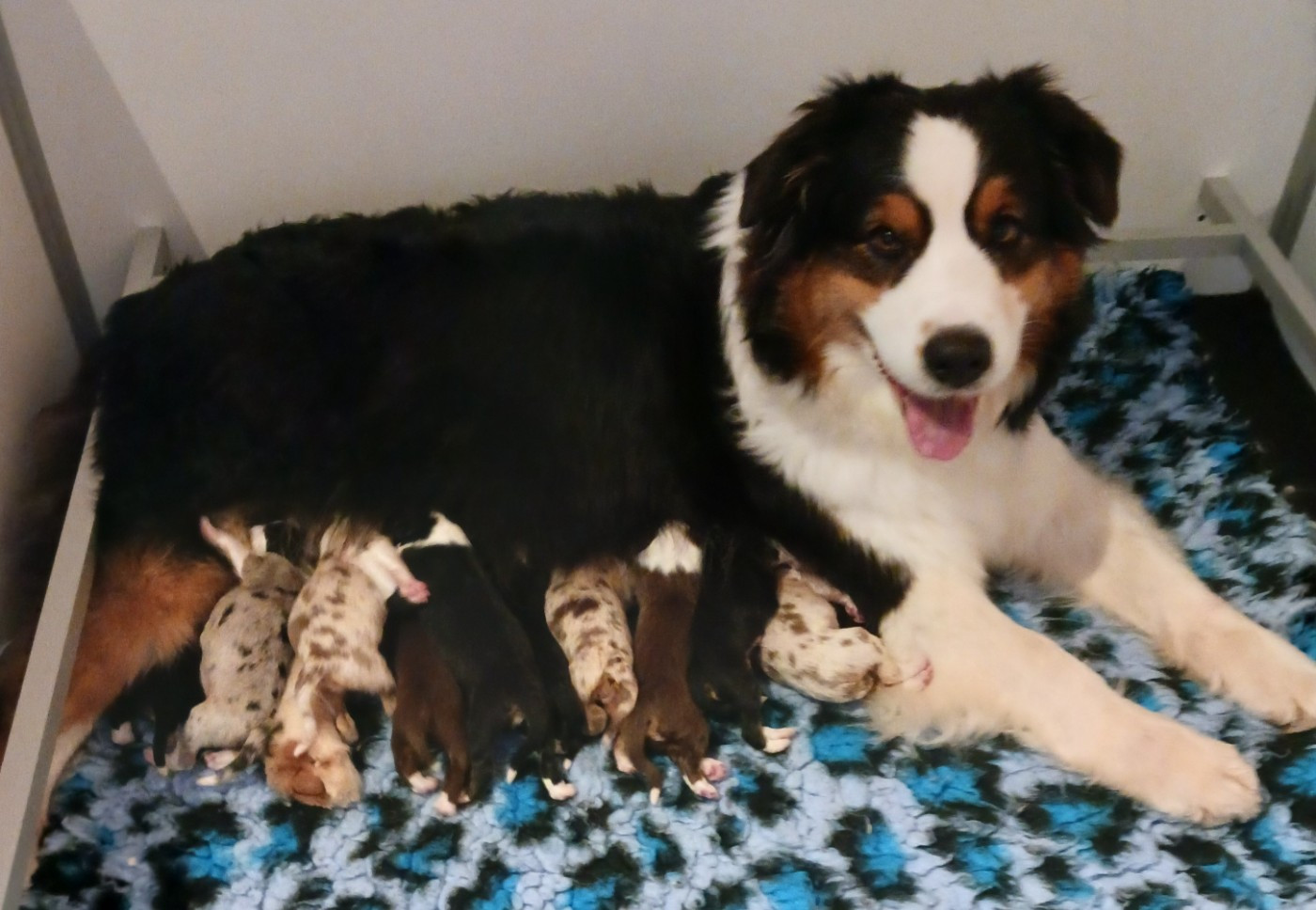 Les bébés de Sacha sont arrivés !