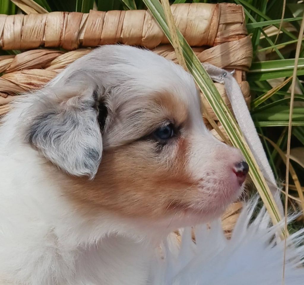 Butterfly Colors - Chiots disponibles - Berger Australien