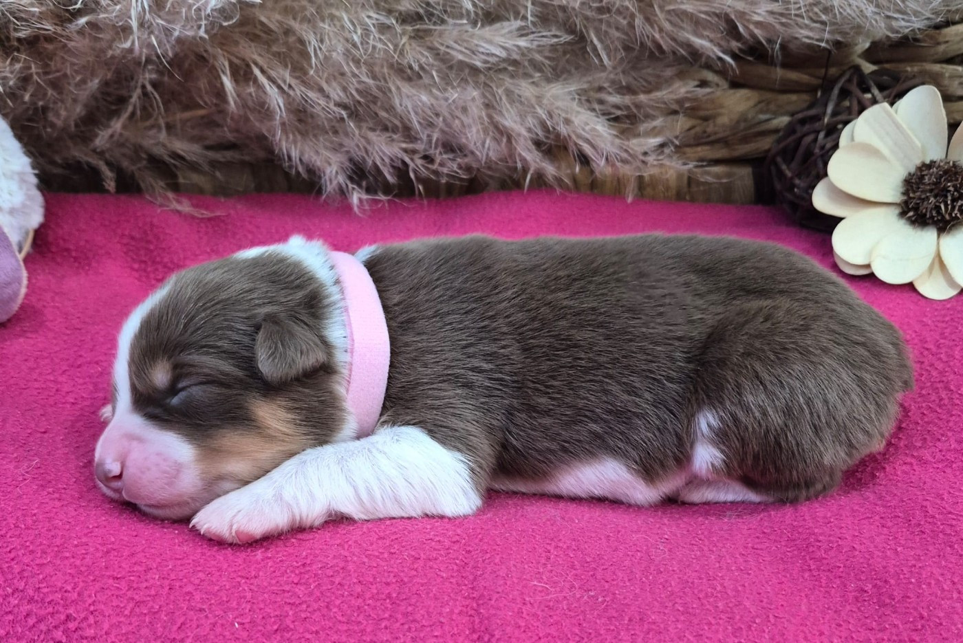 Butterfly Colors - Chiots disponibles - Berger Australien