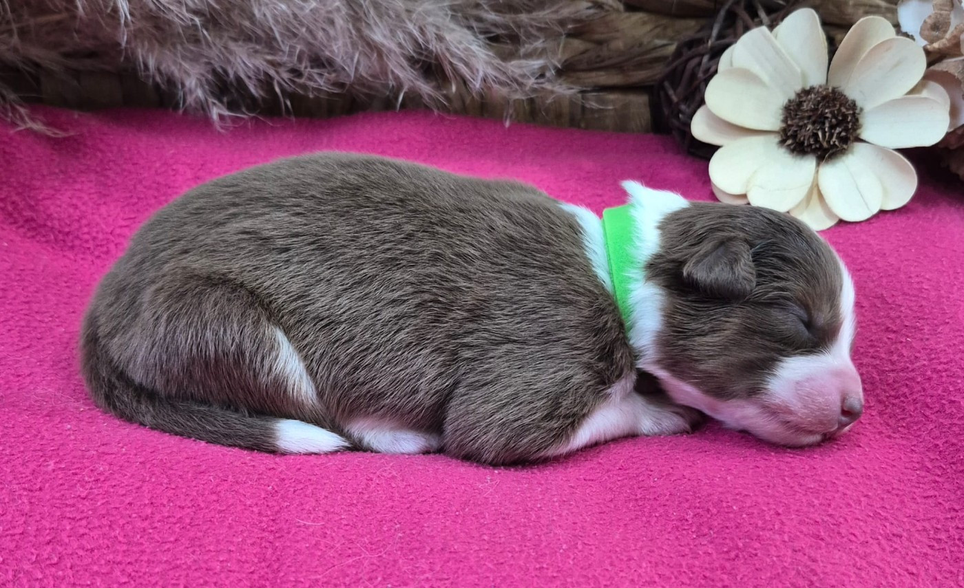 Butterfly Colors - Chiots disponibles - Berger Australien