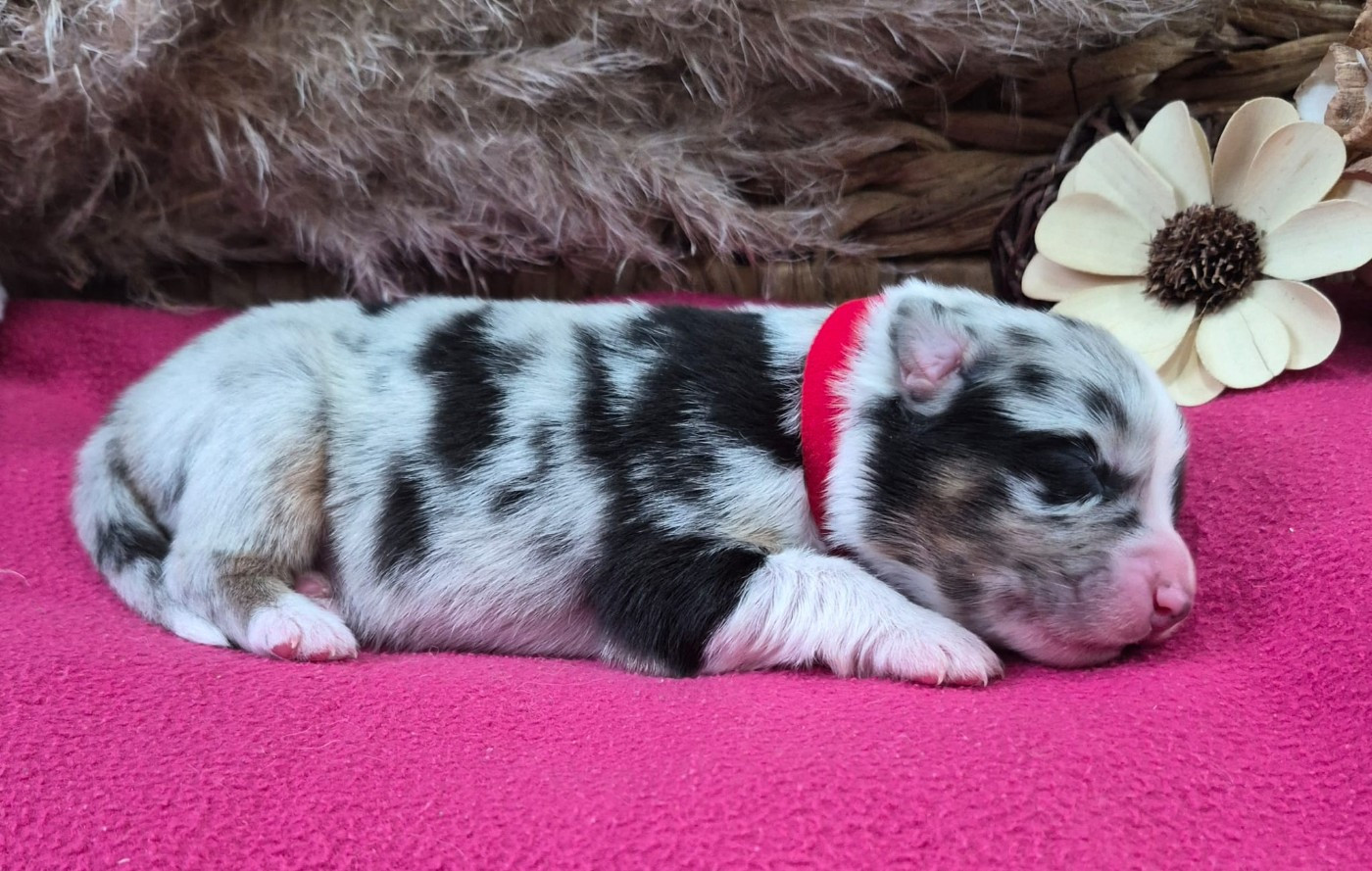 Butterfly Colors - Chiots disponibles - Berger Australien