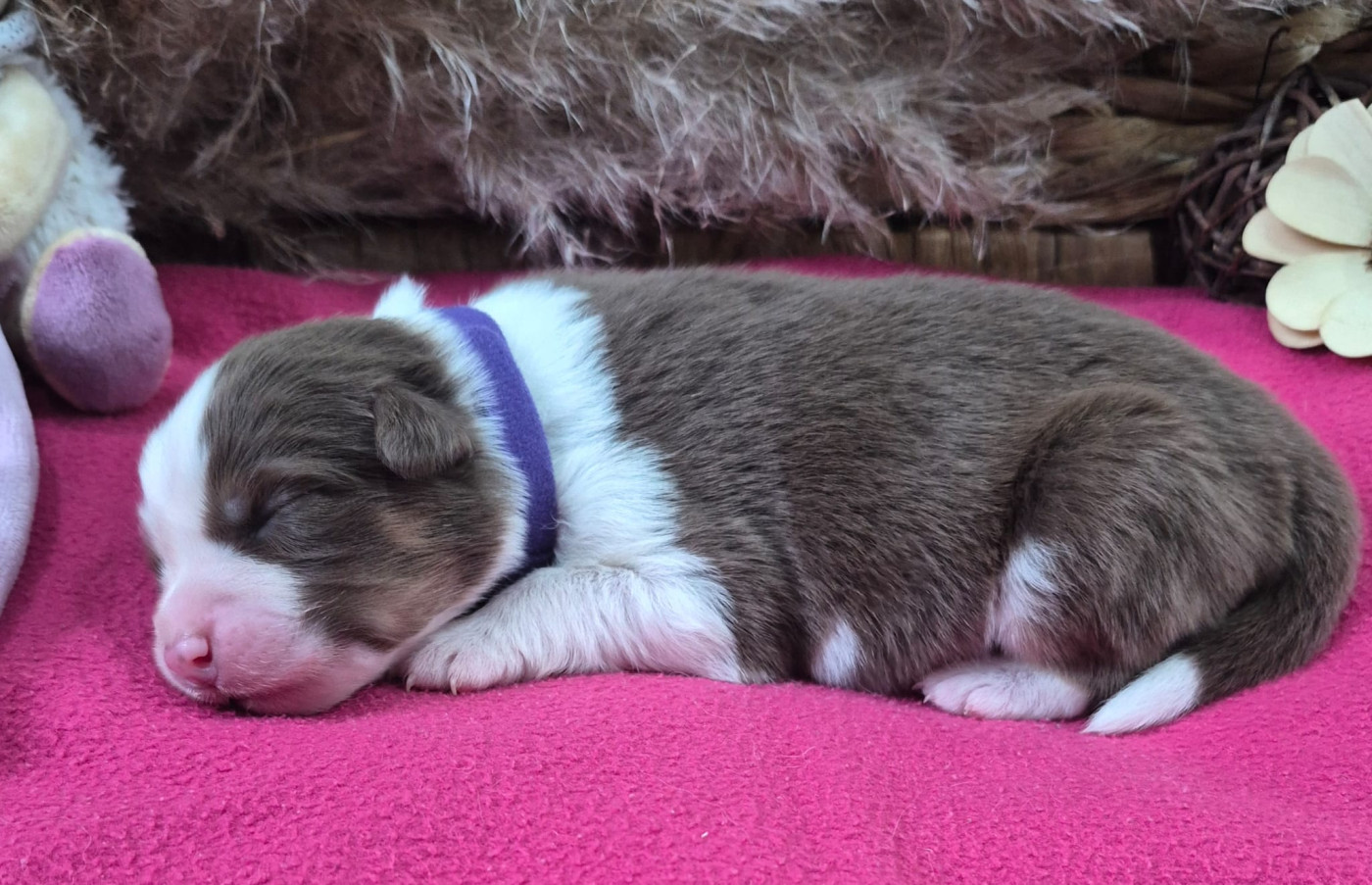 Butterfly Colors - Chiots disponibles - Berger Australien