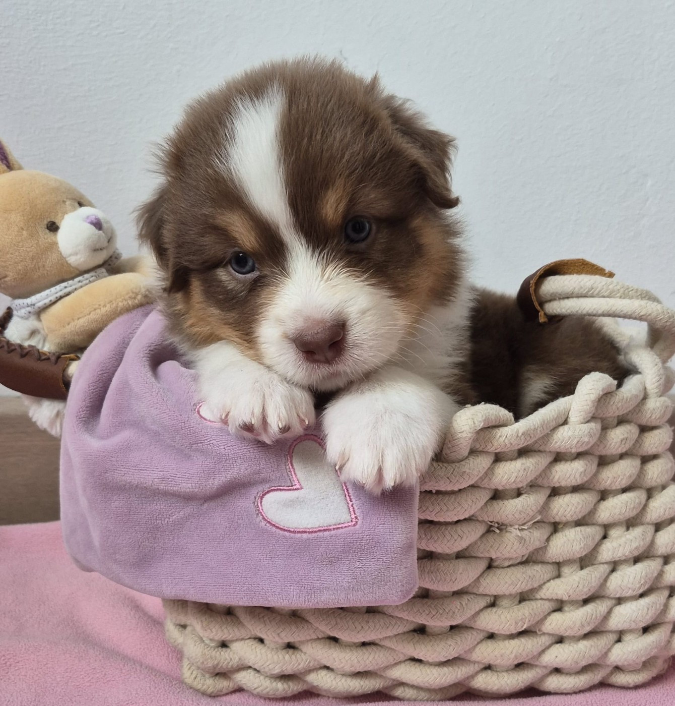 Butterfly Colors - Chiots disponibles - Berger Australien