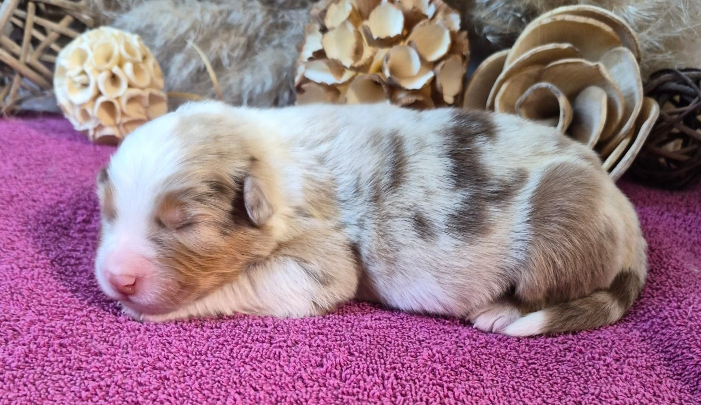 Butterfly Colors - Chiots disponibles - Berger Australien