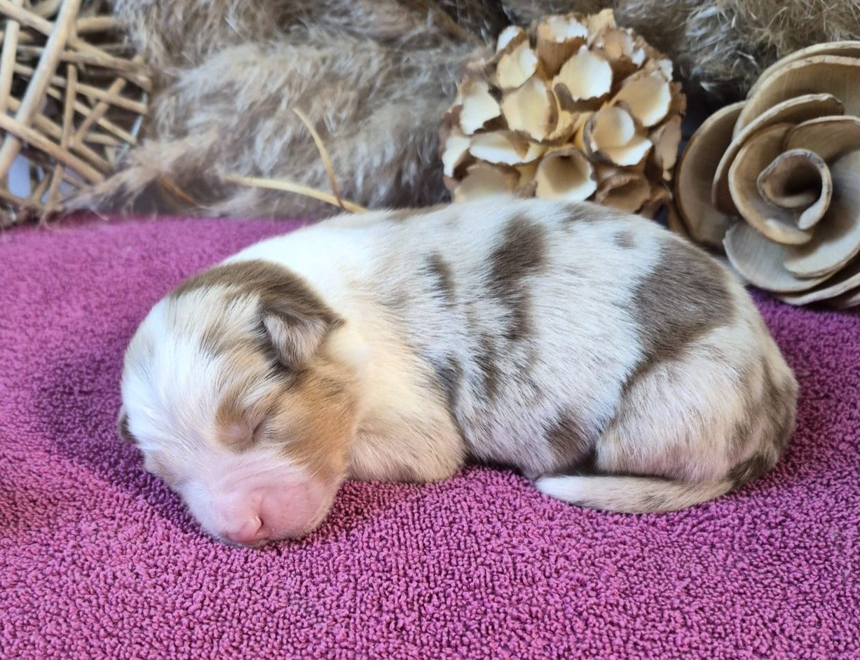 Butterfly Colors - Chiots disponibles - Berger Australien