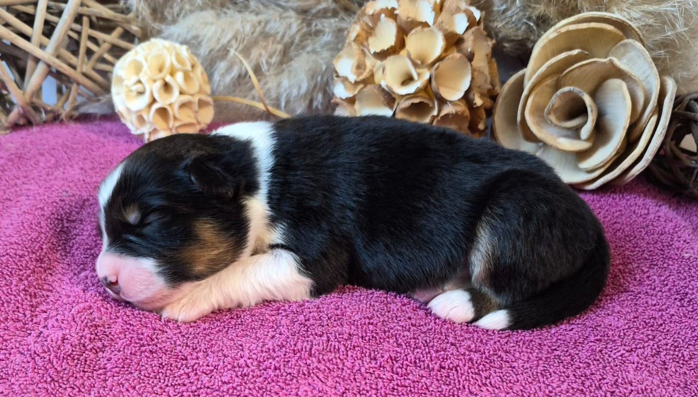 Butterfly Colors - Chiots disponibles - Berger Australien