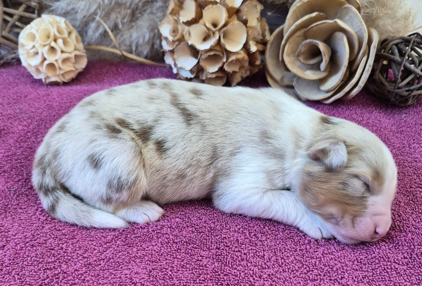 Butterfly Colors - Chiots disponibles - Berger Australien