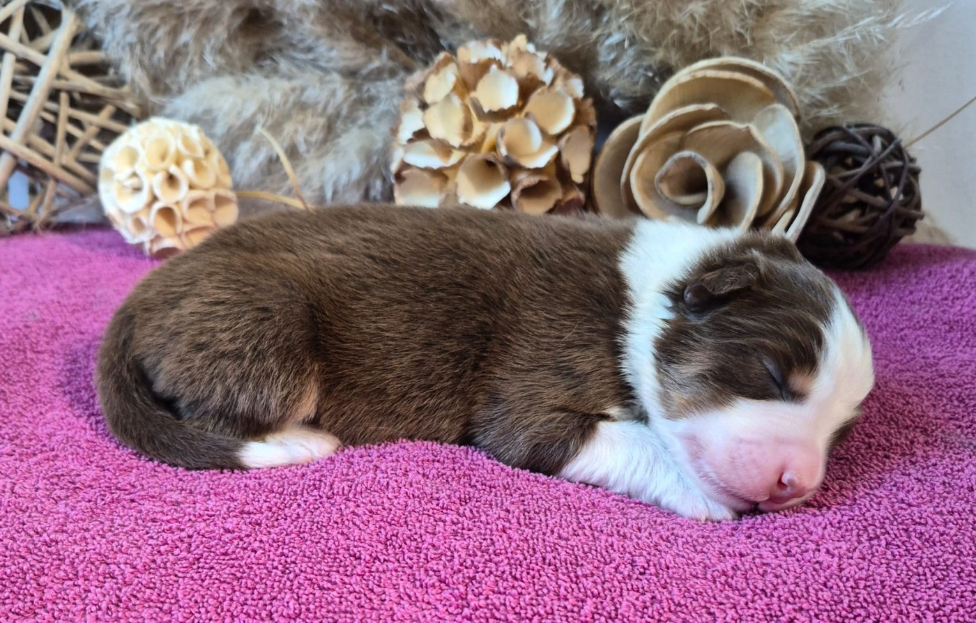 Butterfly Colors - Chiots disponibles - Berger Australien