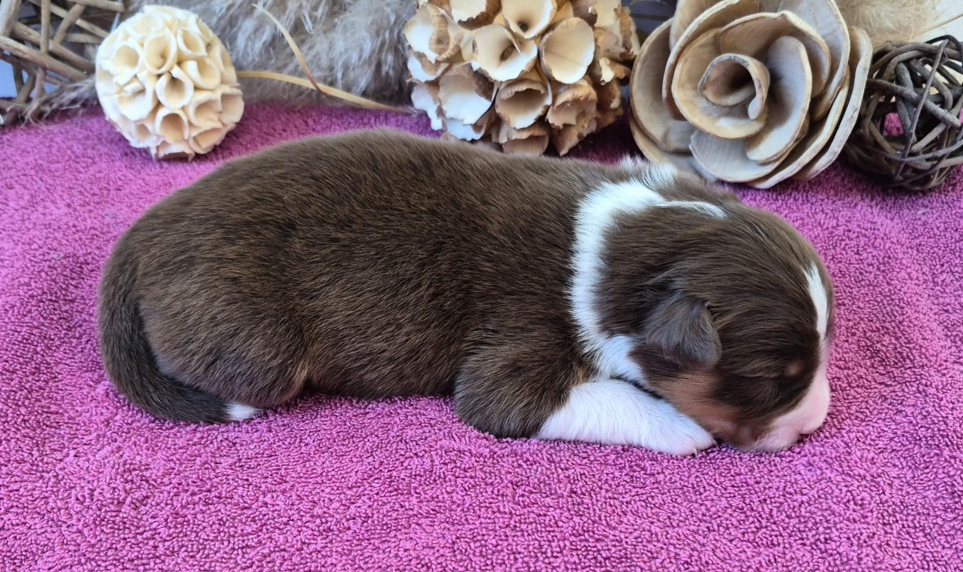 Butterfly Colors - Chiots disponibles - Berger Australien