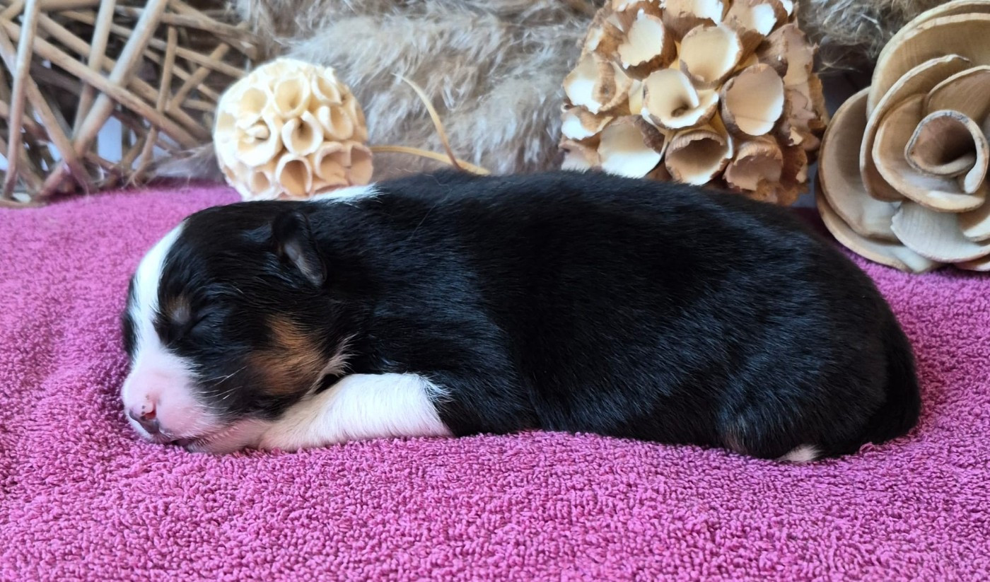 Butterfly Colors - Chiots disponibles - Berger Australien