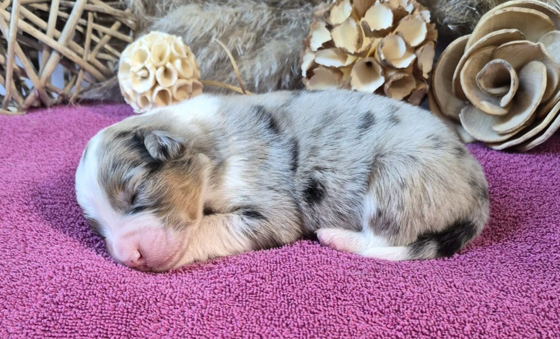 Butterfly Colors - Chiots disponibles - Berger Australien