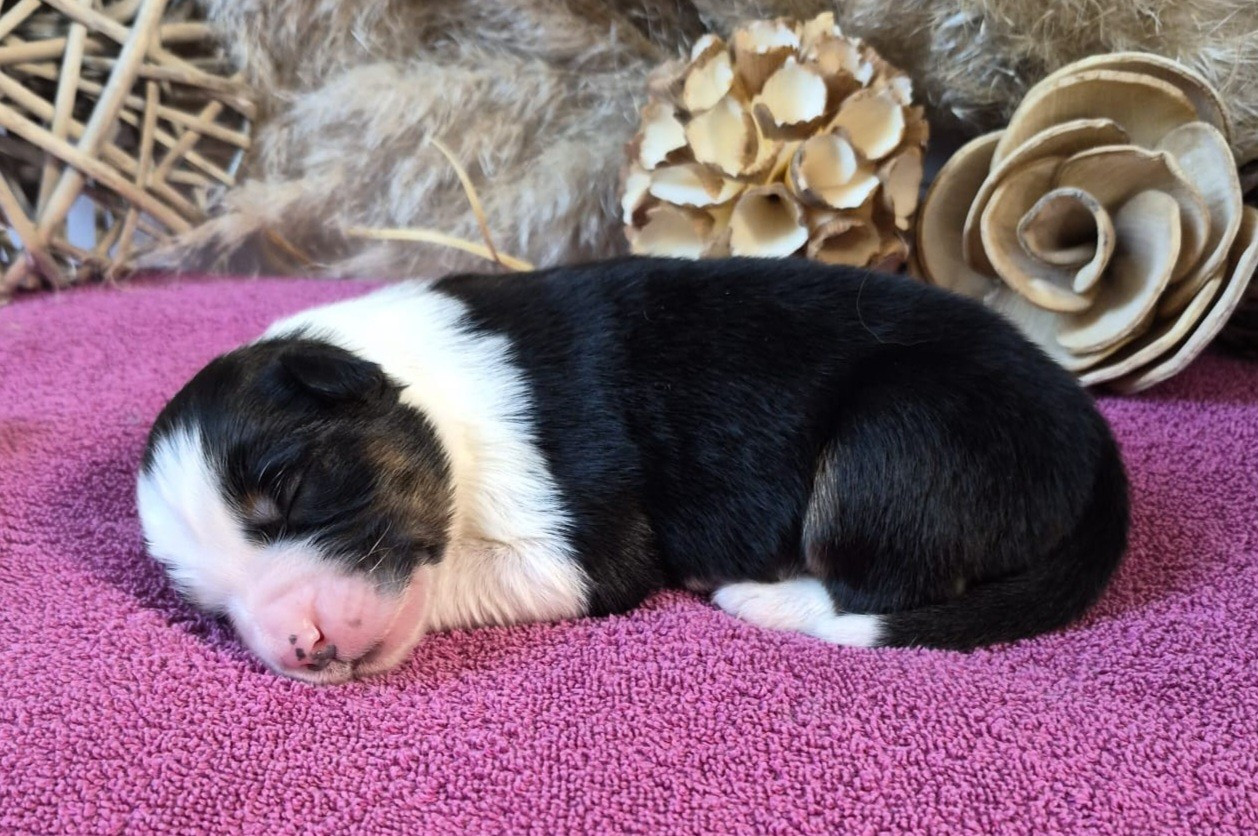 Butterfly Colors - Chiots disponibles - Berger Australien