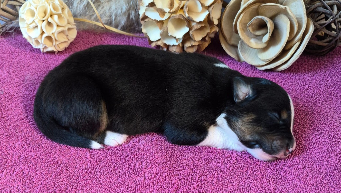 Butterfly Colors - Chiots disponibles - Berger Australien