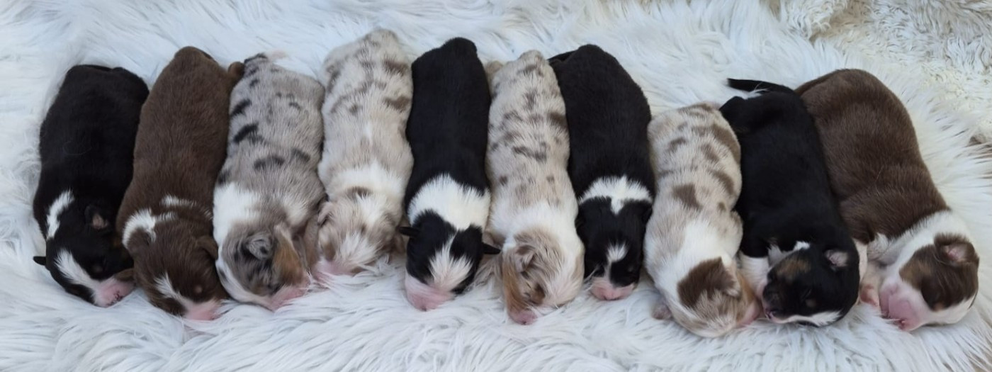 Butterfly Colors - Berger Australien - Portée née le 13/03/2026