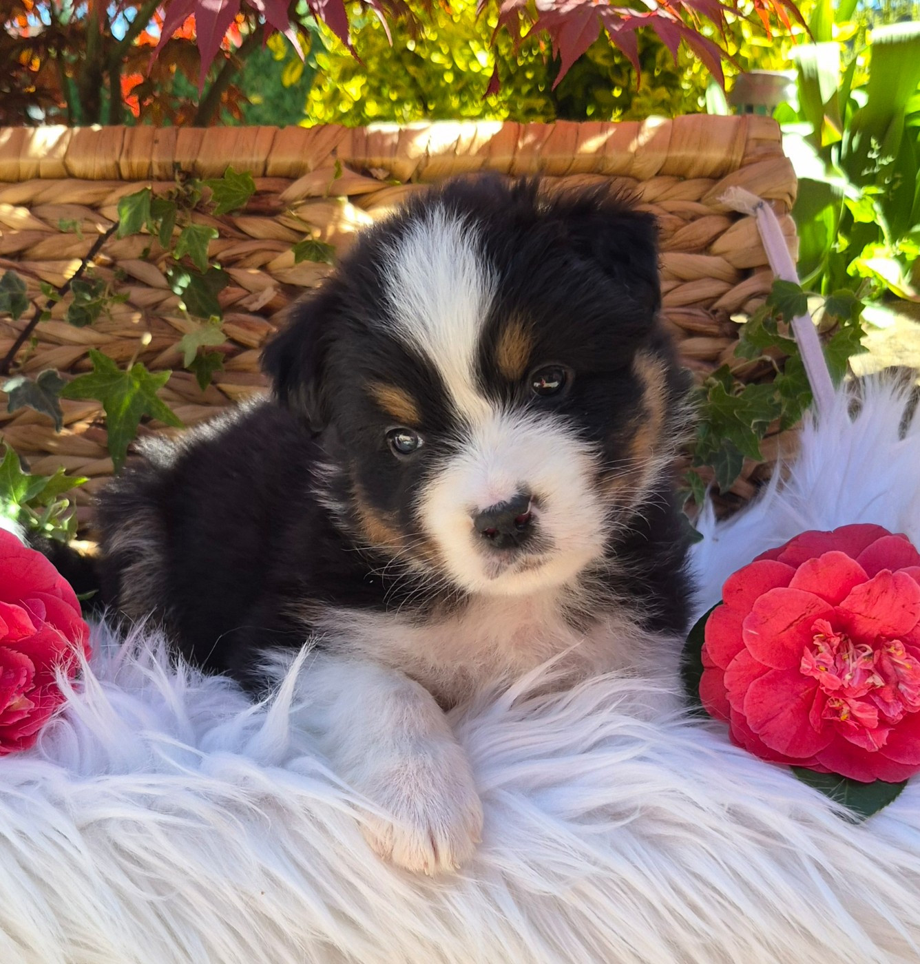 Butterfly Colors - Chiots disponibles - Berger Australien