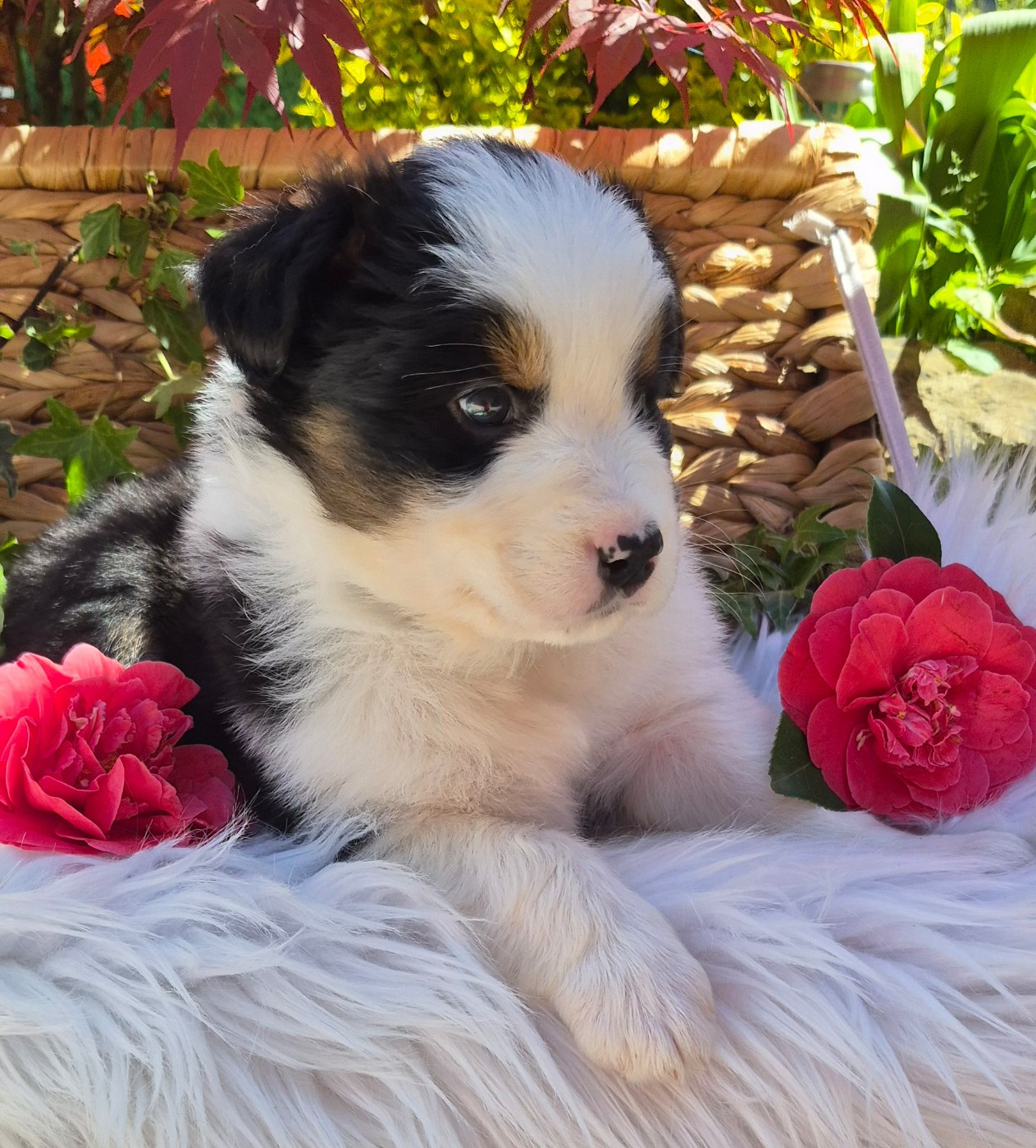 Butterfly Colors - Chiots disponibles - Berger Australien