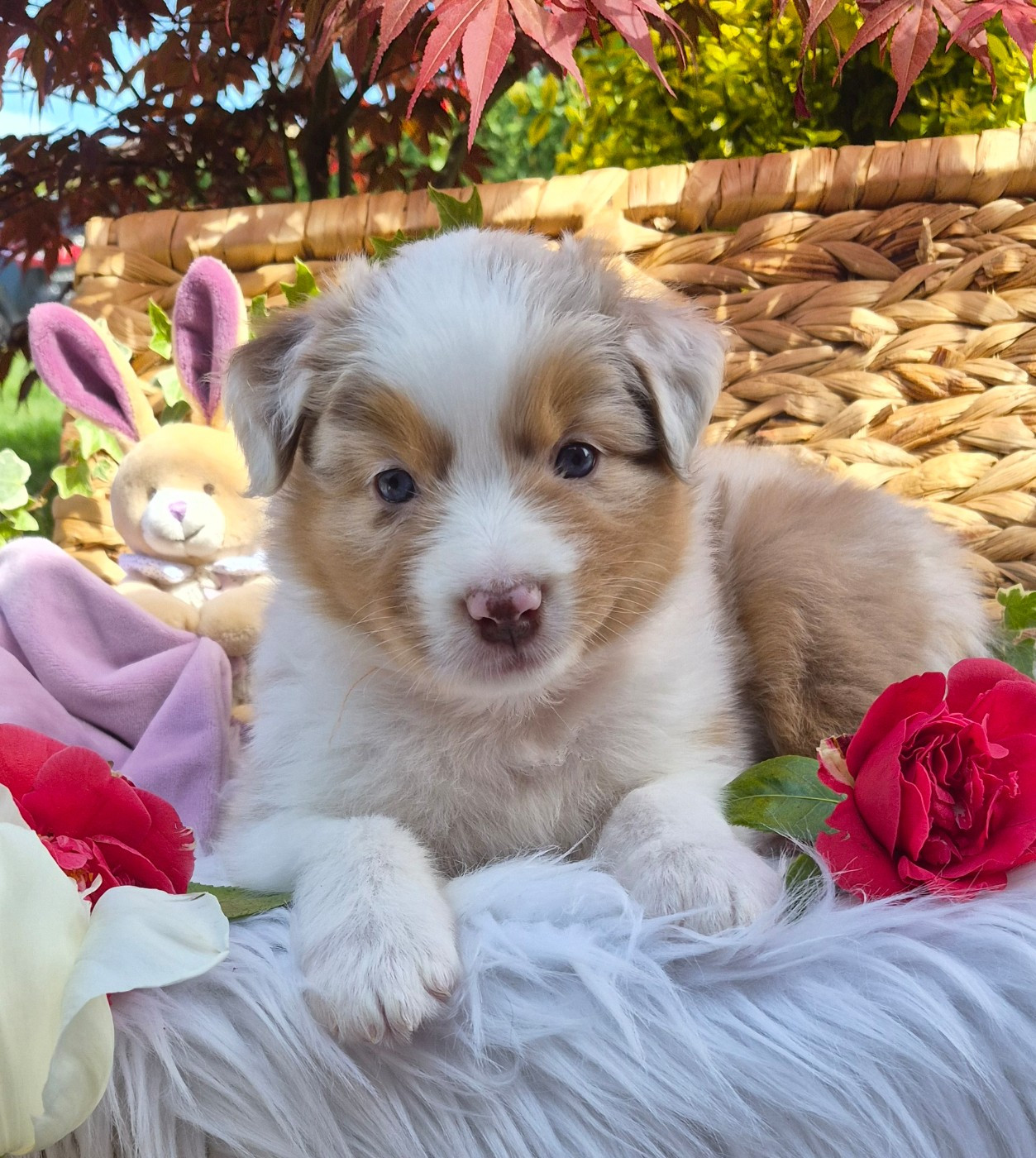 Butterfly Colors - Chiots disponibles - Berger Australien