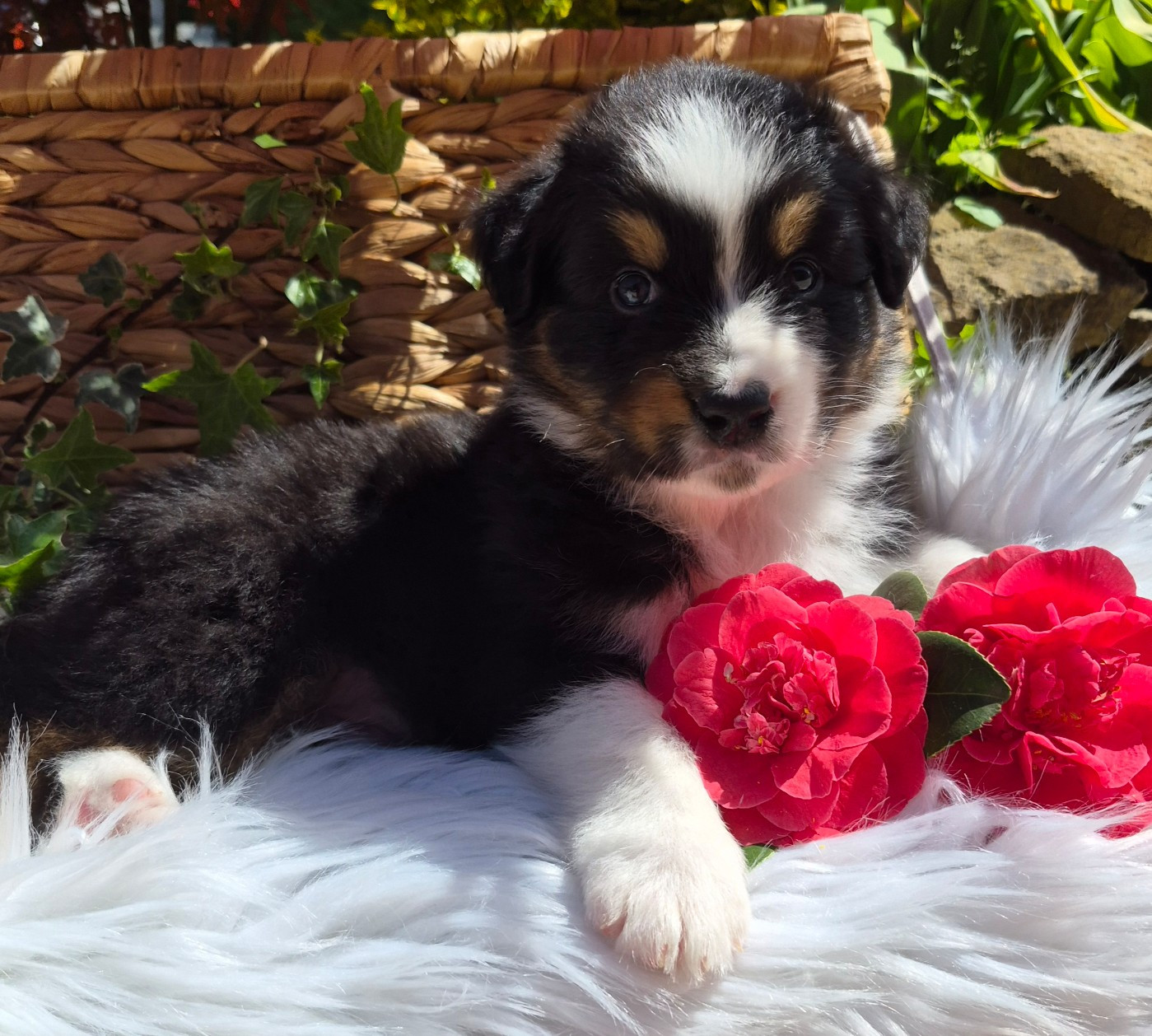 Butterfly Colors - Chiots disponibles - Berger Australien
