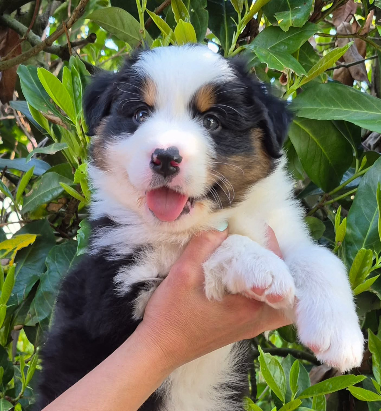 Butterfly Colors - Chiots disponibles - Berger Australien