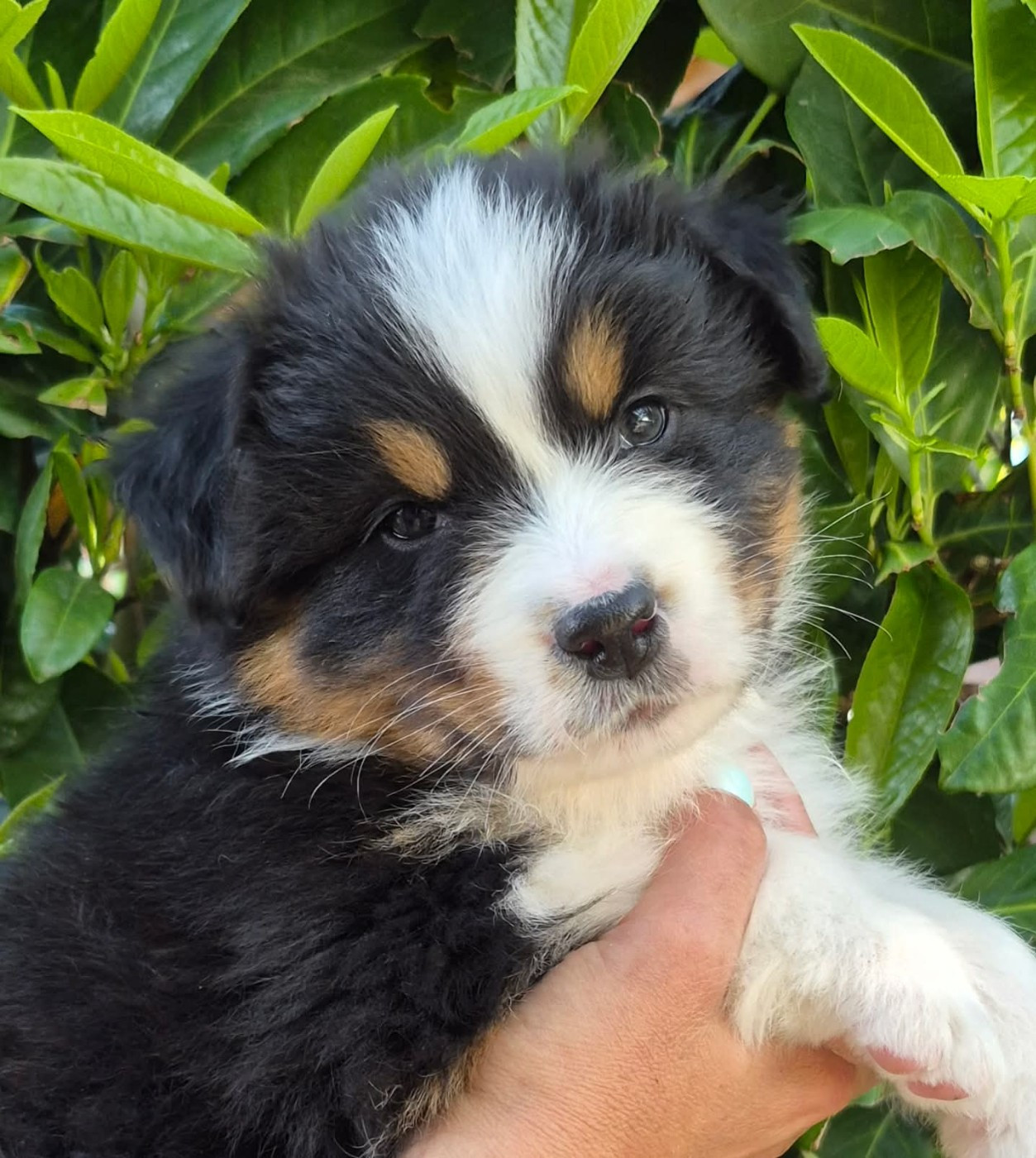 Butterfly Colors - Chiots disponibles - Berger Australien