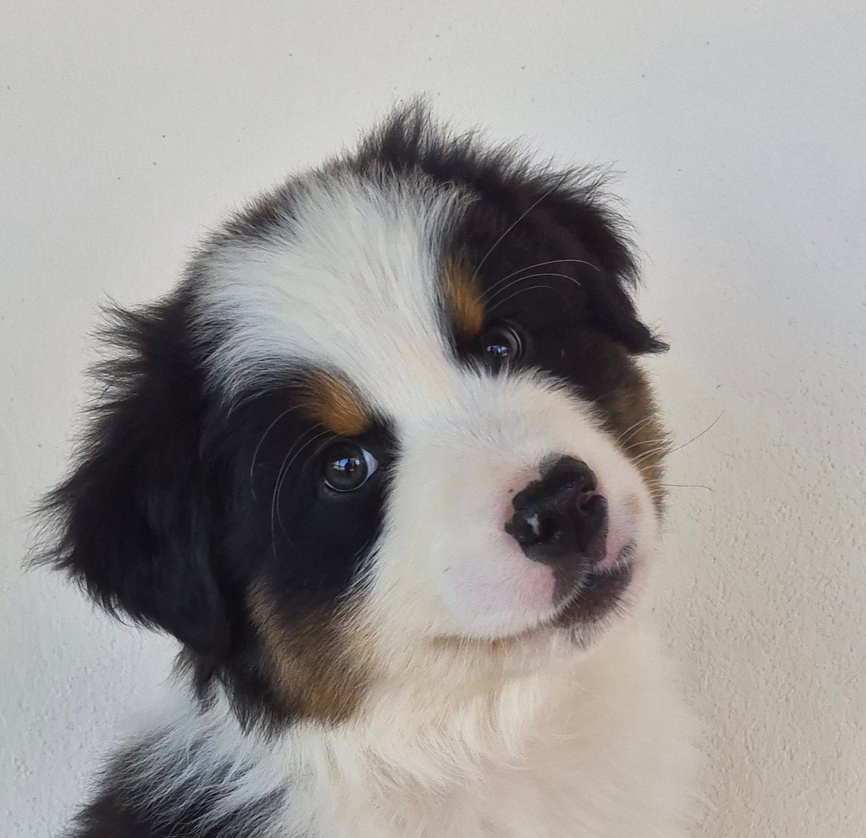 Butterfly Colors - Chiots disponibles - Berger Australien