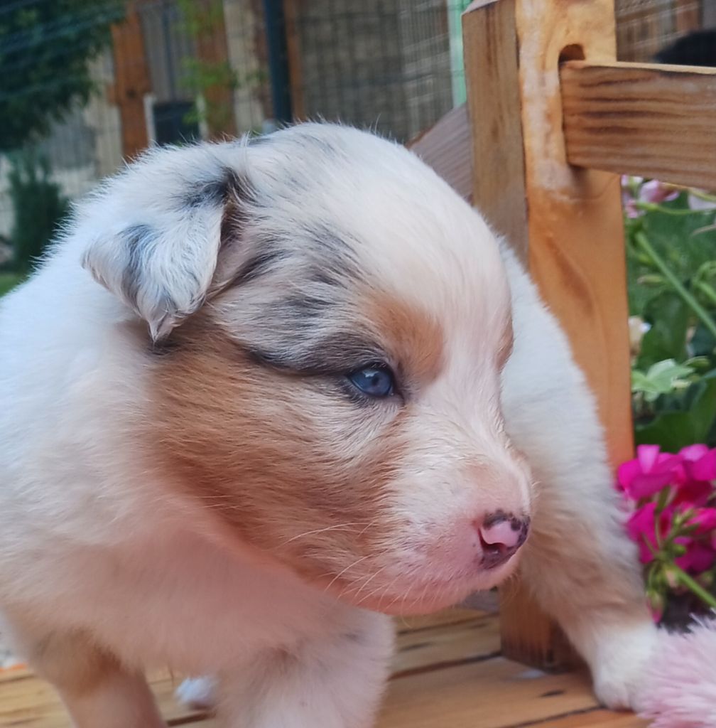 Butterfly Colors - Berger Australien - Portée née le 15/06/2023