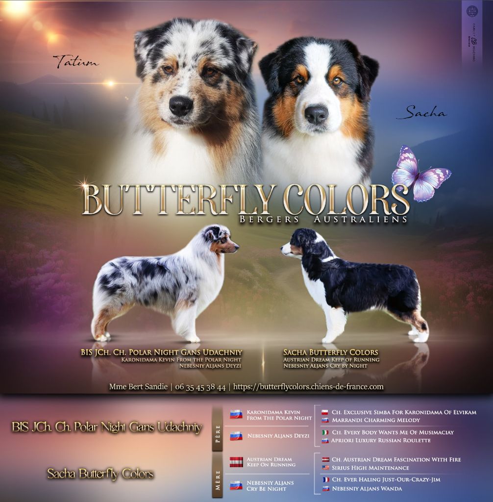 Chiot Berger Australien Butterfly Colors